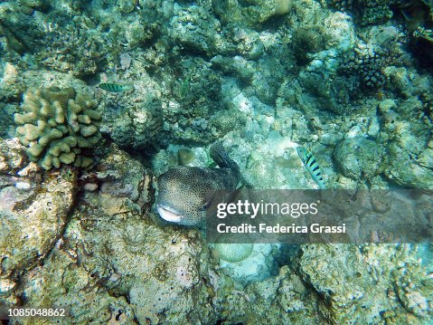 Starry Toadfish (Arothron Stellatus) Starry Toadfish (Arothron Stellatus)