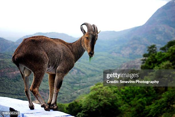 nilgiri tahr - tar stock pictures, royalty-free photos & images