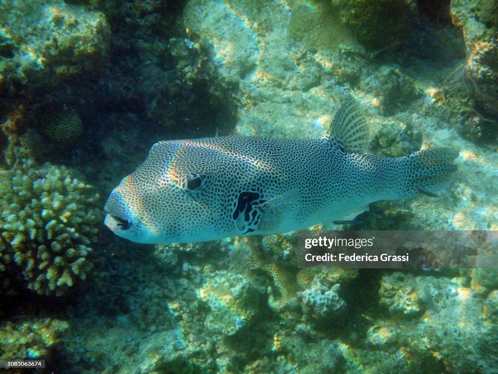 Map Puffer (Arothron Mappa)