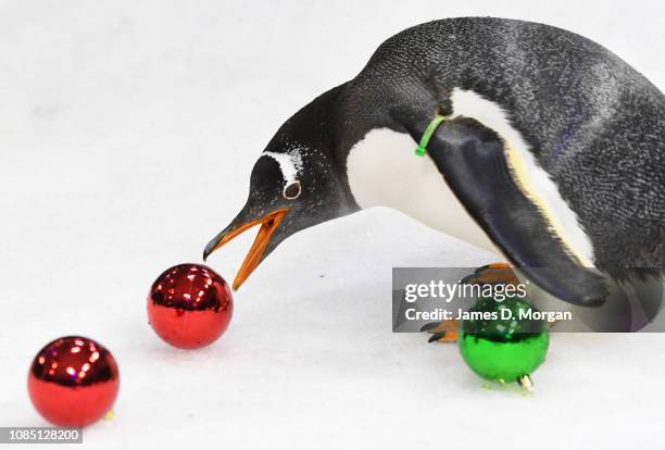 Gentoo penguin gets into the festive spirit of Christmas by interacting with Christmas baubles at Sea Life Sydney Aquarium on December 21, 2018 in...