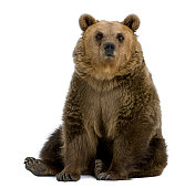 Front view of Brown Bear, 8 years old, sitting.