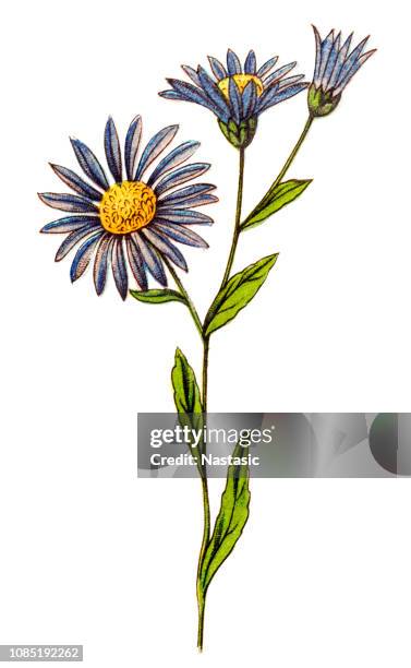 622点のアスターイラスト素材 Getty Images 622点のアスターイラスト素材 Getty Images