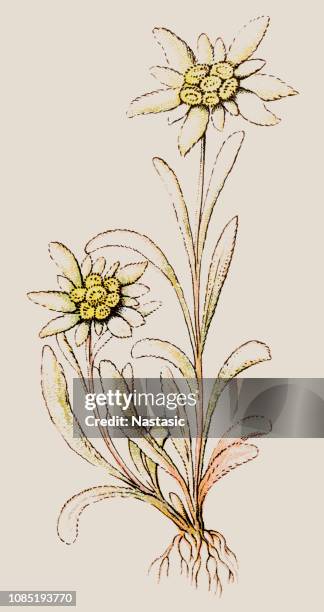 leontopodium nivale, commonly called edelweiss - edelweiss stock illustrations