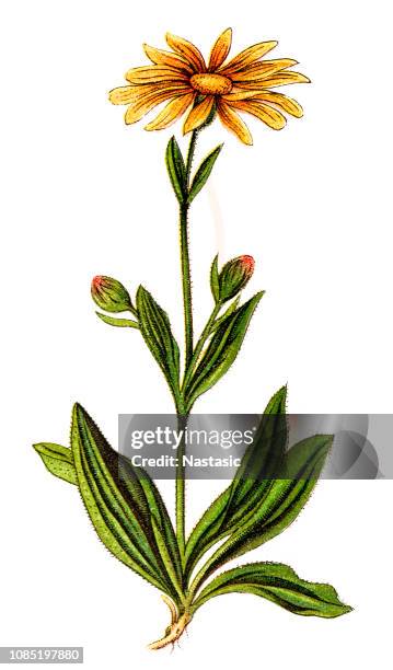 arnica montana, also known as wolf's bane, leopard's bane, mountain tobacco and mountain arnica - arnica stock illustrations