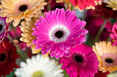 Mixed Gerberas pink yellow orange white and red. Bouquet Gerberas