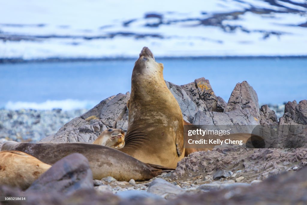 Southern Elephant Seals in Antarctica