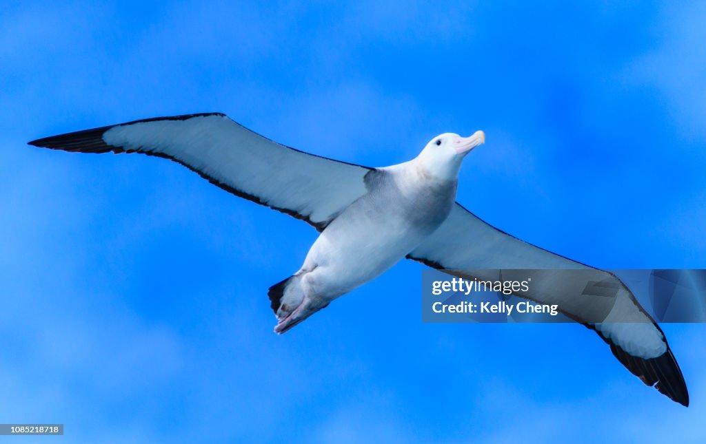 Wandering Albatross in flight