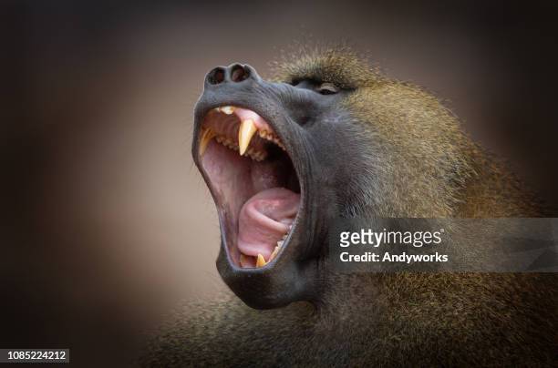 yawning hamadryas baboon - baboon stock pictures, royalty-free photos & images