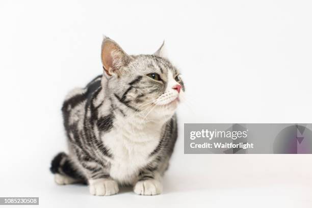 tabby cat with white background - amerikanisch kurzhaar stock-fotos und bilder