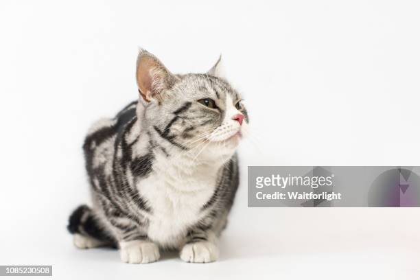 tabby cat with white background - americano de pelo curto - fotografias e filmes do acervo