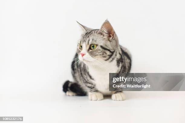 tabby cat with white background - cat pawing stock pictures, royalty-free photos & images