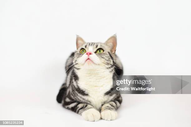 tabby cat with white background - cat hanging stock pictures, royalty-free photos & images