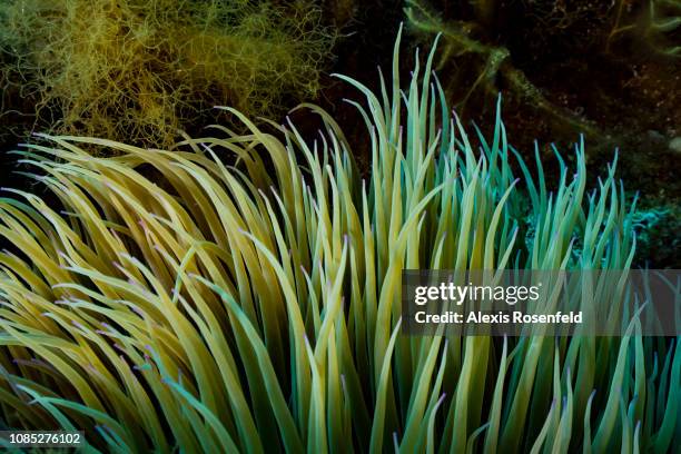 Tentacles of the Snakelocks anemone , on june 19, 2017 in Scandola marine Reserve, Corsica, France. The Mediterranean represents a hotspot of marine...