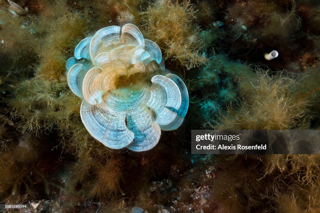 Mediterrenean Sea : Illustration