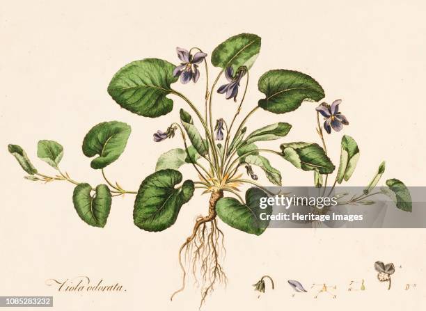 Viola odorata, , circa 1770-1790. Viola odorata is a charming perennial, bearing tiny, strongly scented flowers over semi-evergreen foliage. As a...