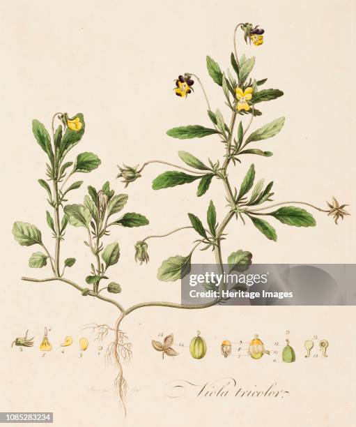 Viola tricolor, , circa 1770-1790. With a long history of use in herbalism. It has been recommended, among other uses, for epilepsy, asthma, skin...