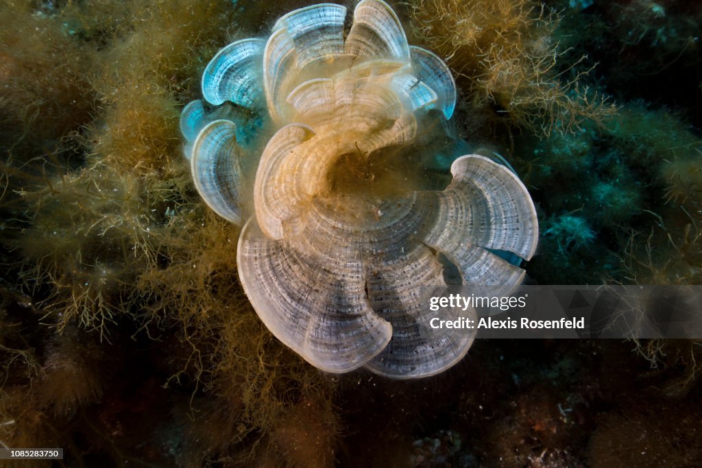 Mediterrenean Sea : Illustration