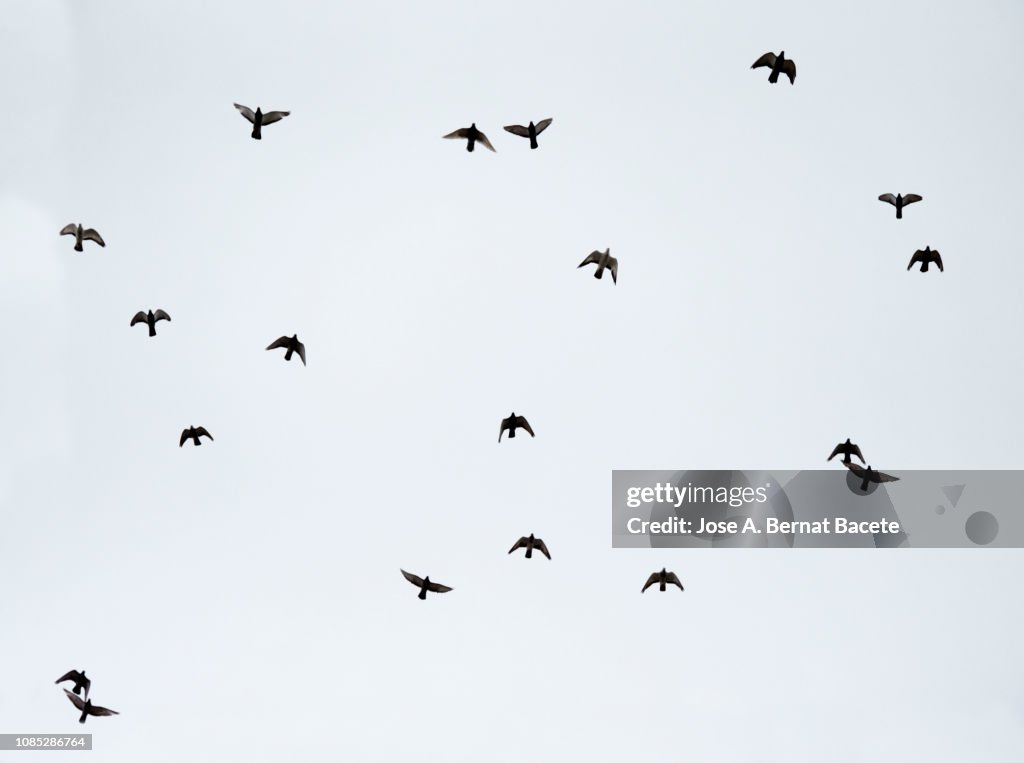 A flock of doves against the blue sky.