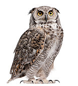 Great horned owl, Bubo virginianus subarcticus