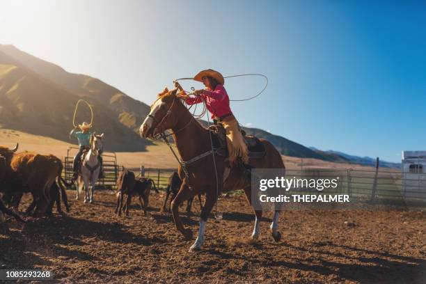 Cattle Roping Loop Cattle Roping Photos and Premium High Res Pictures - Getty Images