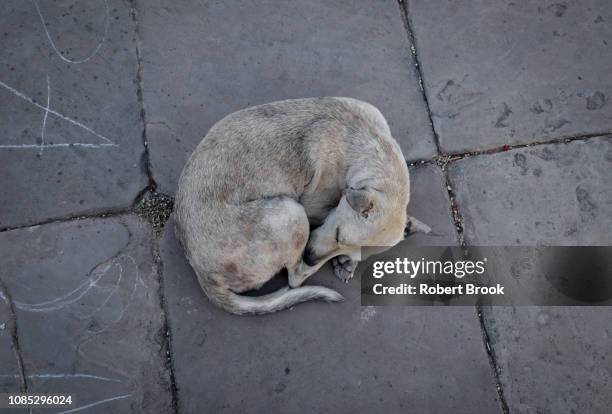 street dog, cuba - injured street stockfoto's en -beelden