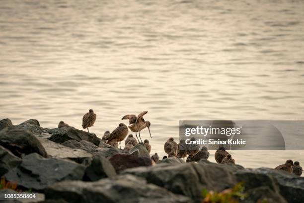 seagulls - emeryville stock pictures, royalty-free photos & images