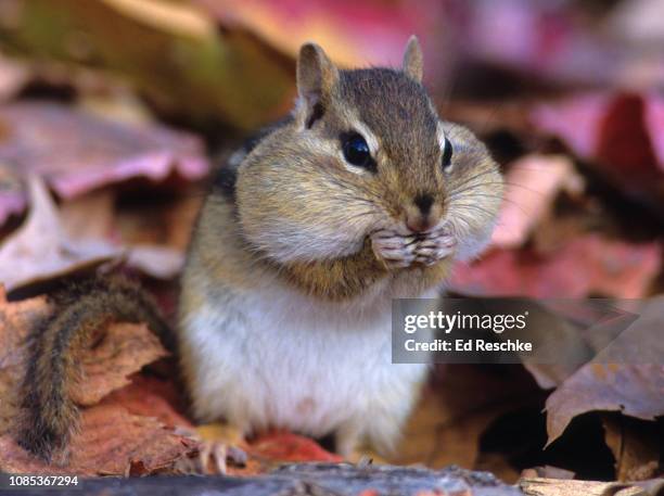 eastern chipmunk (tamias striatus) with stuffed cheek pouches, autumn - chipmunk stock pictures, royalty-free photos & images