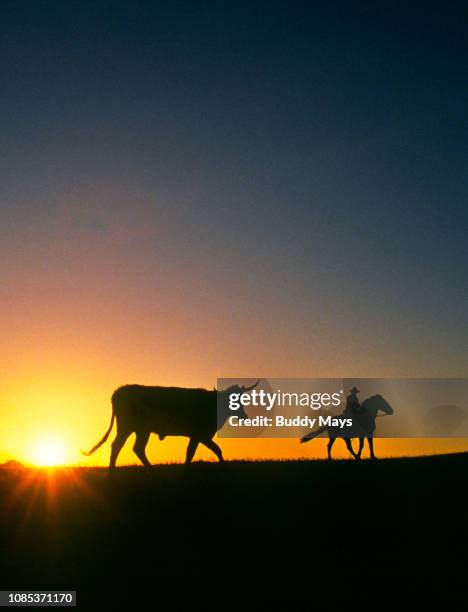 a cowboy at sunset on a texas cattle ranch - west texas stock pictures, royalty-free photos & images