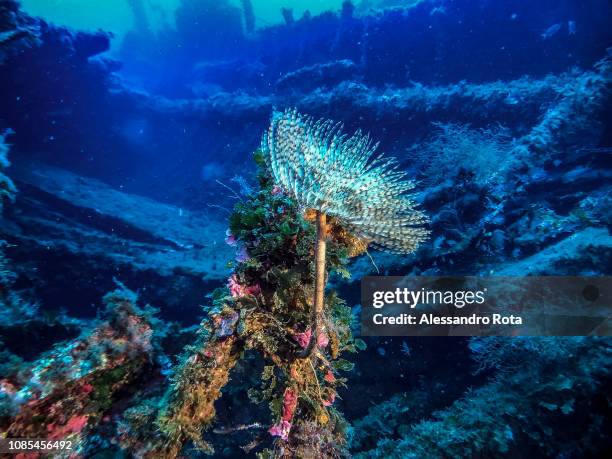 Marine life around the Santa Lucia wreck on May 24,2018 in the Island of Ventotene, Italy.