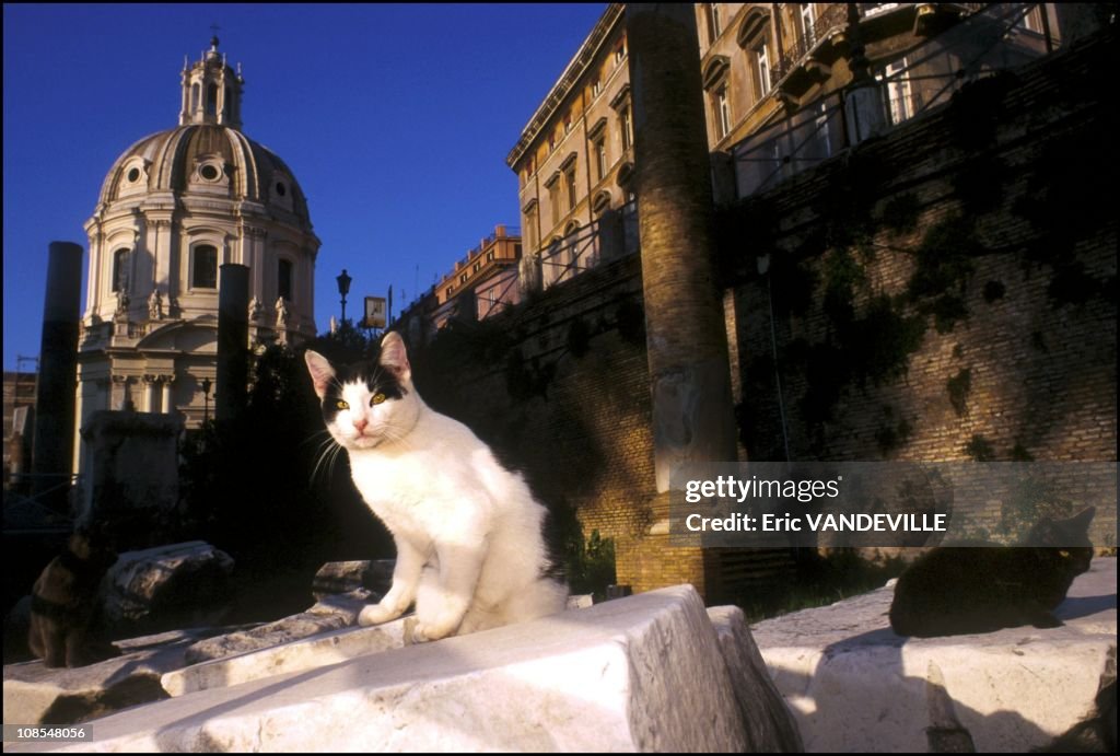 Kittens In Rome The hundreds of cats who have made their home in the nooks and... News ...