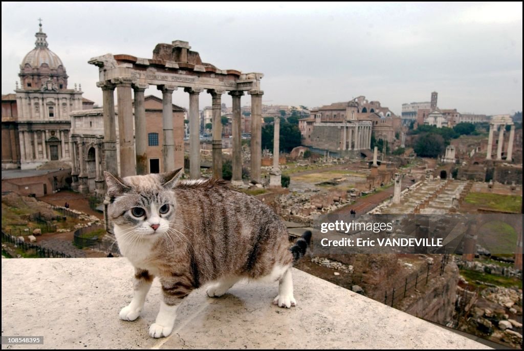 Roman Riding Cat The hundreds of cats who have made their home in the nooks and... News ...