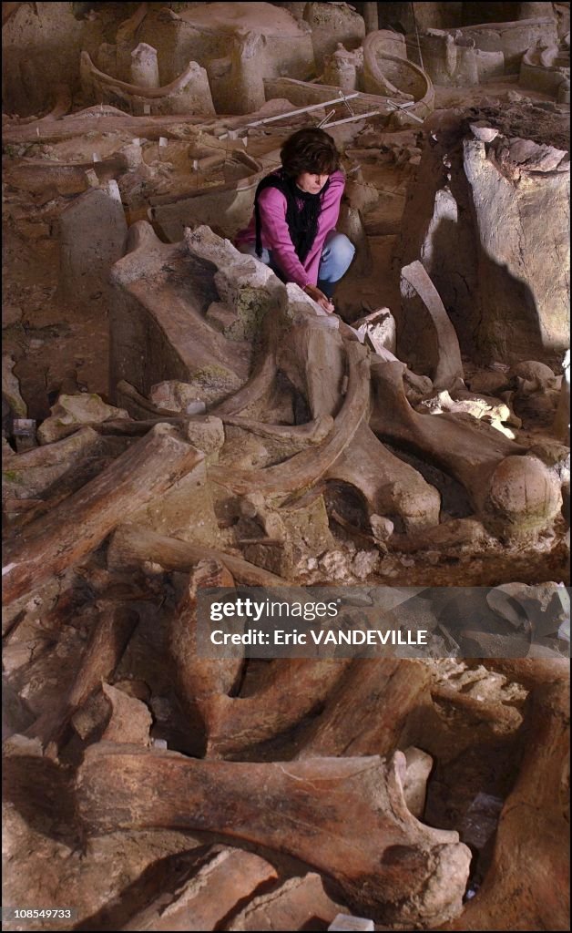 Unique elephant cemetery uncovered near Rome, Italy in January, 2003.