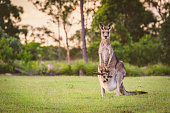 Wild kangaroo and her joey staring right at me