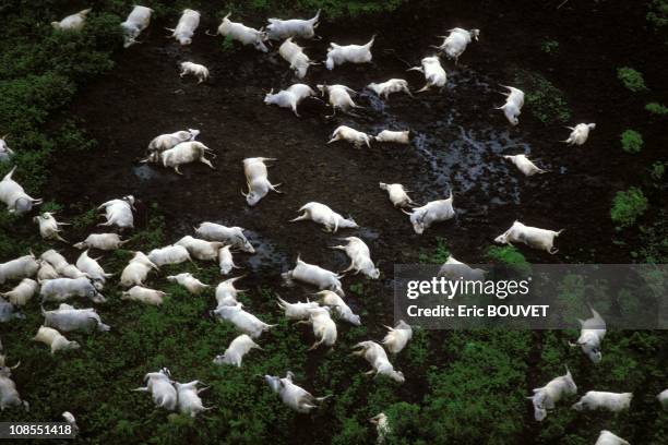 Desolation around lake Nyos in Cameroon on August 01st, 1986.