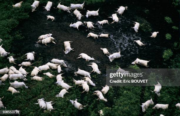 Desolation around lake Nyos in Cameroon on August 01st, 1986.