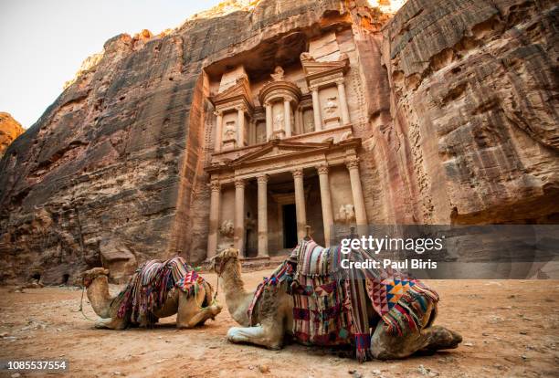 bedouin camels resting near the treasury al khazneh, petra, jordan - petra jordan stockfoto's en -beelden