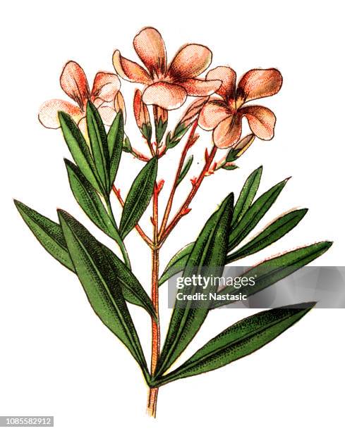 nerium oleander ,nerium or oleander - oleander stock illustrations