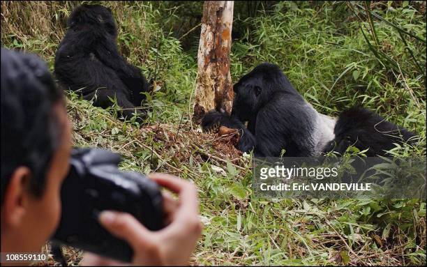 Gorillas have become an immense source of income for the country since they are the main tourist attraction of Rwanda. Every year, thousands of...