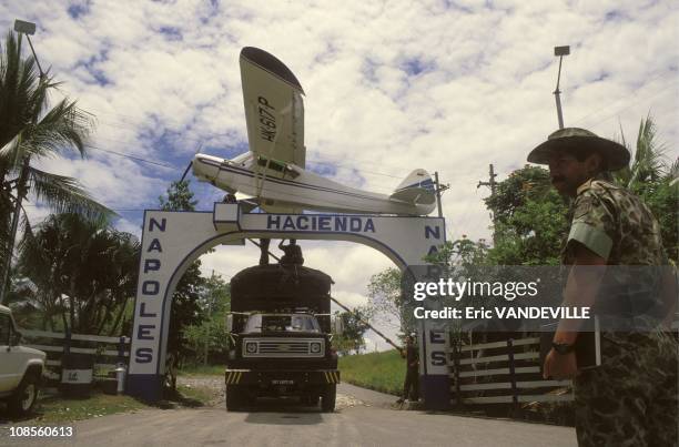 Eleven hippos, which belonged to the Medellin cartel leader Pablo Escobar was killed in a clash with police twelve years ago, live abandoned to their...