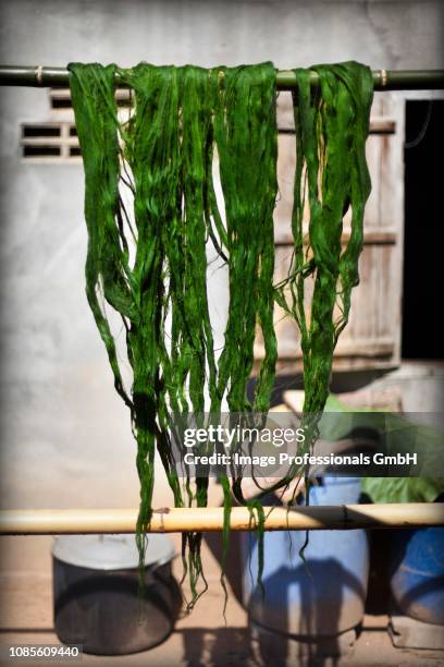 drying cladophora in the sun, laos - cladophora stock pictures, royalty-free photos & images