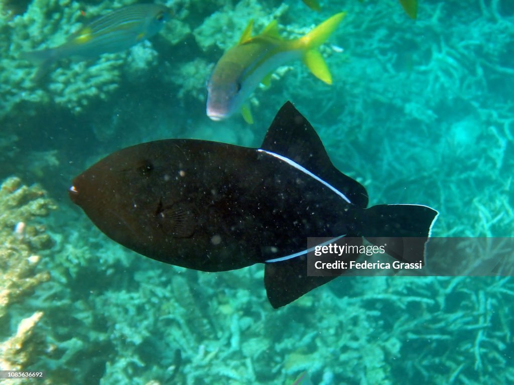 Black Triggerfish or Black Durgon (Melichthys niger)