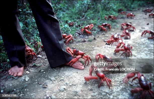 Christmas island: invasion of crabs in Australia on January 07th, 1992.