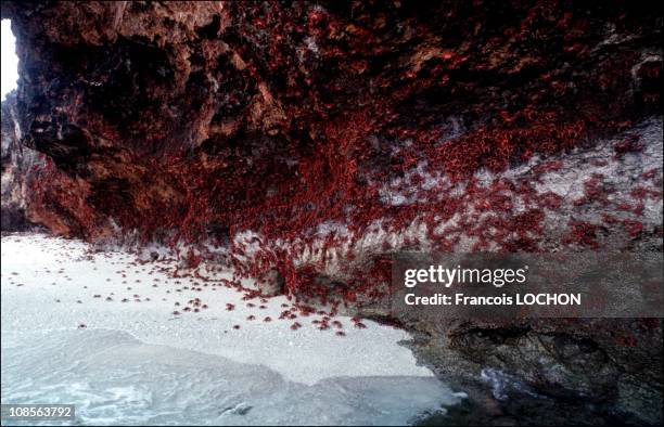 Christmas island: invasion of crabs in Australia on January 07th, 1992.