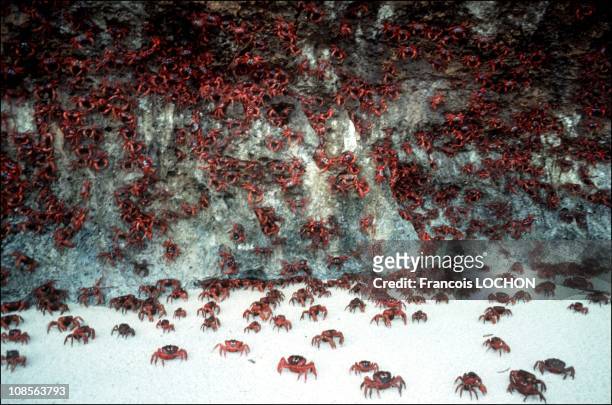 Christmas island: invasion of crabs in Australia on January 07th, 1992.