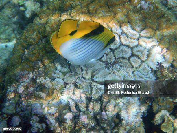 double-saddle (saddleback) butterfly fish (chaetodon falcula) - pacific double saddle butterflyfish stock pictures, royalty-free photos & images