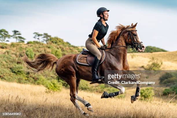 horseback rider riding her horse. - arab horse stock pictures, royalty-free photos & images