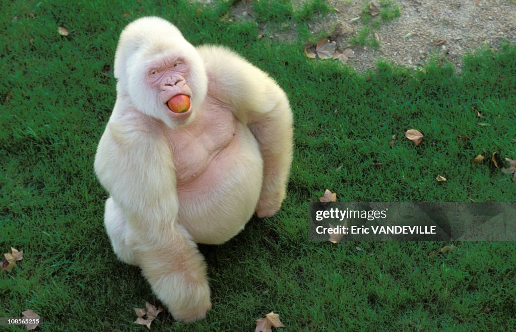 "Snowflake" unique captive Albino Gorilla in Barcelona, Spain in December, 1996.