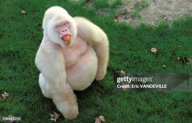 "Snowflake" unique captive Albino Gorilla in Barcelona, Spain in December, 1996.