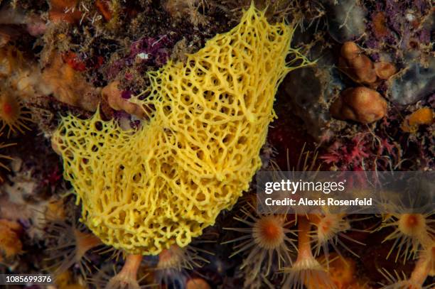 A sea sponge called yellow clathrina , on june 23, 2016 in La Ciotat, France. The Mediterranean represents a hotspot of marine biodiversity. With...