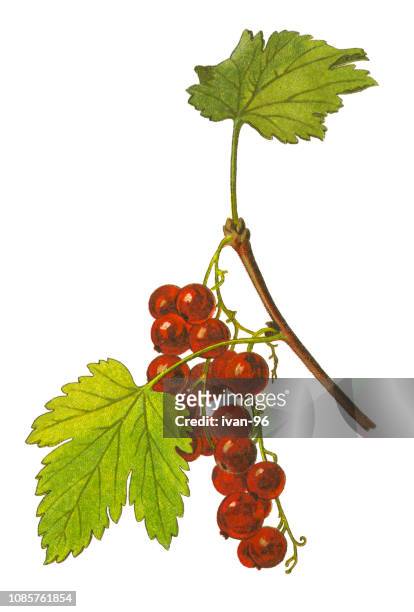 medicinal and herbal plants - currant fruit stock illustrations